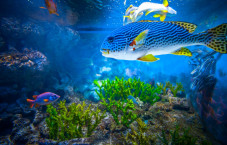 CO₂ in aquariums